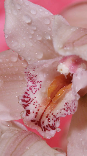 Annka Kultys Gallery